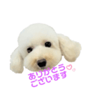COCO V7（個別スタンプ：17）