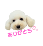 COCO V7（個別スタンプ：18）