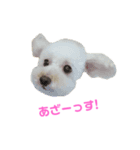COCO V7（個別スタンプ：19）