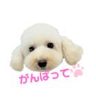 COCO V7（個別スタンプ：21）