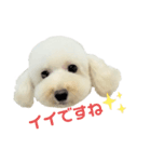 COCO V7（個別スタンプ：22）