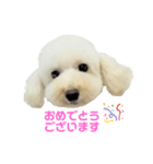 COCO V7（個別スタンプ：25）