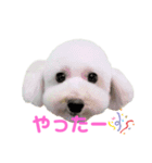 COCO V7（個別スタンプ：30）