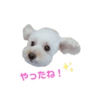COCO V7（個別スタンプ：31）