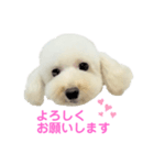 COCO V7（個別スタンプ：34）