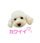 COCO V7（個別スタンプ：35）