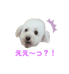 COCO V7（個別スタンプ：36）