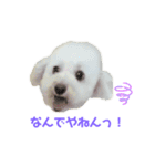 COCO V7（個別スタンプ：37）