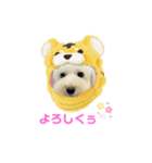 COCO V7（個別スタンプ：39）