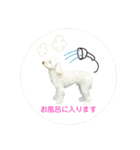 COCO V7（個別スタンプ：40）