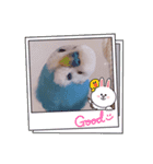 ぴーちゃん☆miracle stamp（個別スタンプ：1）