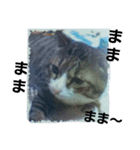 猫の日常 ちょこっと呼び名（個別スタンプ：1）