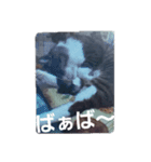 猫の日常 ちょこっと呼び名（個別スタンプ：2）