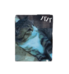 猫の日常 ちょこっと呼び名（個別スタンプ：3）