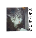 猫の日常 ちょこっと呼び名（個別スタンプ：5）