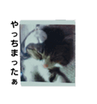 猫の日常 ちょこっと呼び名（個別スタンプ：7）