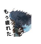 猫の日常 ちょこっと呼び名（個別スタンプ：9）