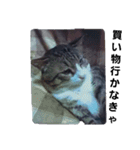 猫の日常 ちょこっと呼び名（個別スタンプ：10）