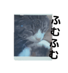 猫の日常 ちょこっと呼び名（個別スタンプ：12）