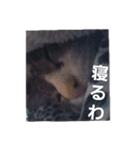 猫の日常 ちょこっと呼び名（個別スタンプ：13）