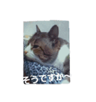猫の日常 ちょこっと呼び名（個別スタンプ：14）