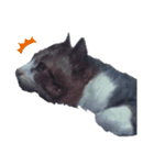 猫の日常 ちょこっと呼び名（個別スタンプ：15）
