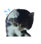 猫の日常 ちょこっと呼び名（個別スタンプ：17）