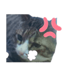 猫の日常 ちょこっと呼び名（個別スタンプ：19）