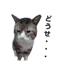 猫の日常 ちょこっと呼び名（個別スタンプ：20）