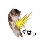 猫の日常 ちょこっと呼び名（個別スタンプ：22）
