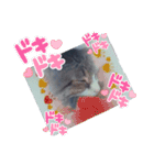 猫の日常 ちょこっと呼び名（個別スタンプ：23）