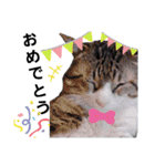 猫の日常 ちょこっと呼び名（個別スタンプ：24）