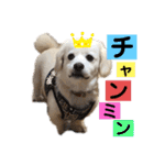 チャンミン（個別スタンプ：1）