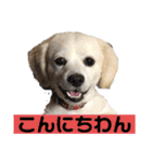 チャンミン（個別スタンプ：2）