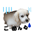 チャンミン（個別スタンプ：7）