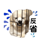 チャンミン（個別スタンプ：9）