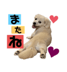 チャンミン（個別スタンプ：20）