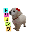 チャンミン（個別スタンプ：34）