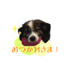 てる♡（個別スタンプ：5）
