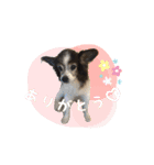 てる♡（個別スタンプ：17）