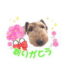 ウェルシュテリア♡ジェリーさんの1日(25)（個別スタンプ：15）