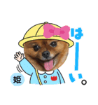 ポメラニアン姫ちゃん⑬（個別スタンプ：1）