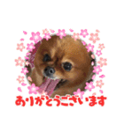 ポメラニアン姫ちゃん⑬（個別スタンプ：3）