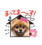 ポメラニアン姫ちゃん⑬（個別スタンプ：11）