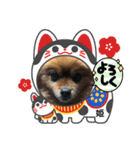 ポメラニアン姫ちゃん⑬（個別スタンプ：15）
