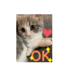 ミヌエット短足猫☆みゅうみゅう（個別スタンプ：4）