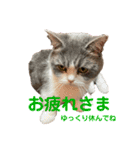 ミヌエット短足猫☆みゅうみゅう（個別スタンプ：7）