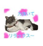 ミヌエット短足猫☆みゅうみゅう（個別スタンプ：9）