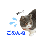 ミヌエット短足猫☆みゅうみゅう（個別スタンプ：10）