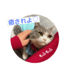 ミヌエット短足猫☆みゅうみゅう（個別スタンプ：13）
